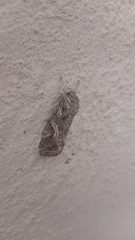 Spodoptera