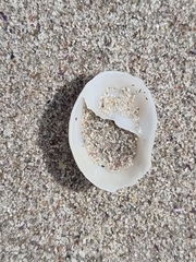 Calyptraea chinensis