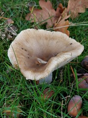 Heterophyllidia