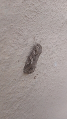 Spodoptera