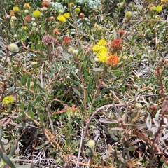 Leucospermum prostratum