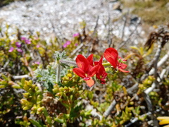 Pelargonium fulgidum