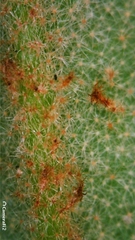Correa reflexa