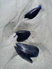 Mytilus galloprovincialis