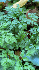 Petroselinum crispum