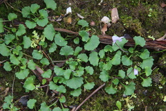 Viola hederacea