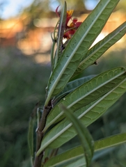Danaus gilippus