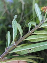 Danaus gilippus