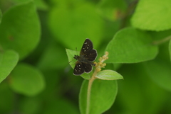 Piruna aea