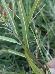 Danaus gilippus