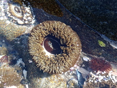 Bunodactis reynaudi