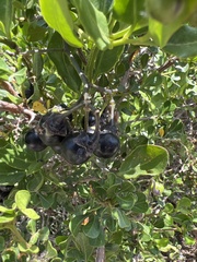 Solanum africanum