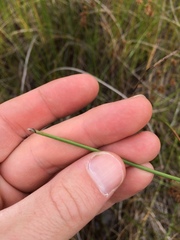 Eleocharis rostellata