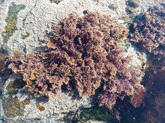 Corallina officinalis