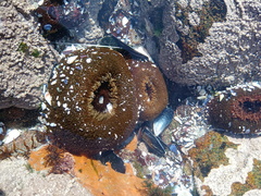 Bunodactis reynaudi