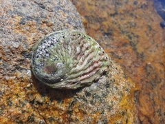 Haliotis midae
