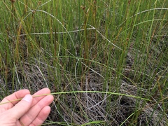Eleocharis rostellata