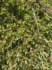 Cliffortia ferruginea