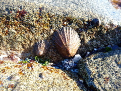 Scutellastra granularis