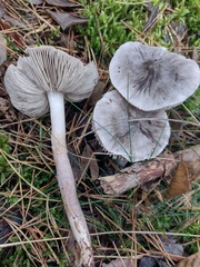 Tricholoma virgatum