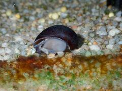 Neritina pulligera