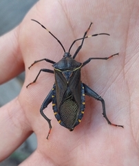 Pachylis argentinus