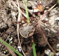 Amblyomma hebraeum
