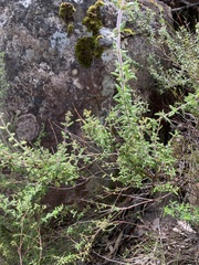 Prostanthera hirtula