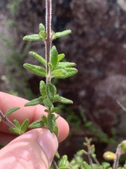 Prostanthera hirtula