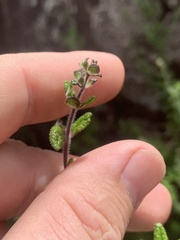 Prostanthera hirtula