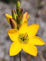 Ixia