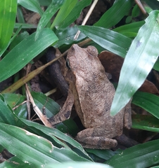 Rhinella alata