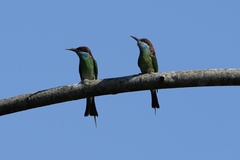Merops viridis