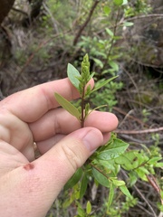 Prostanthera lasianthos