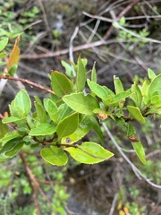 Prostanthera lasianthos