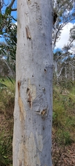 Eucalyptus rossii