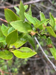 Prostanthera lasianthos