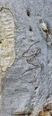 Eucalyptus rossii