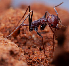 Ocymyrmex
