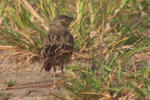 Bengal Bush Lark (Plocealauda assamica), photo 10