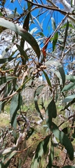 Eucalyptus rossii