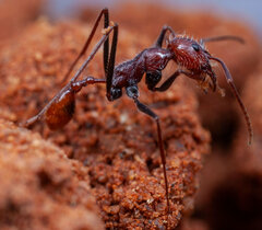 Ocymyrmex