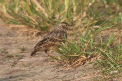 Mirafra assamica
