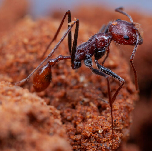 Ocymyrmex flaviventrisOcymyrmex flaviventris