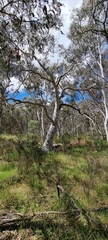 Eucalyptus rossii