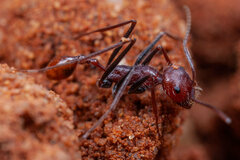 Ocymyrmex