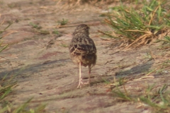 Mirafra assamica