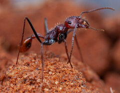 Ocymyrmex