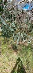 Eucalyptus rossii