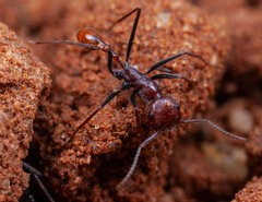 Ocymyrmex